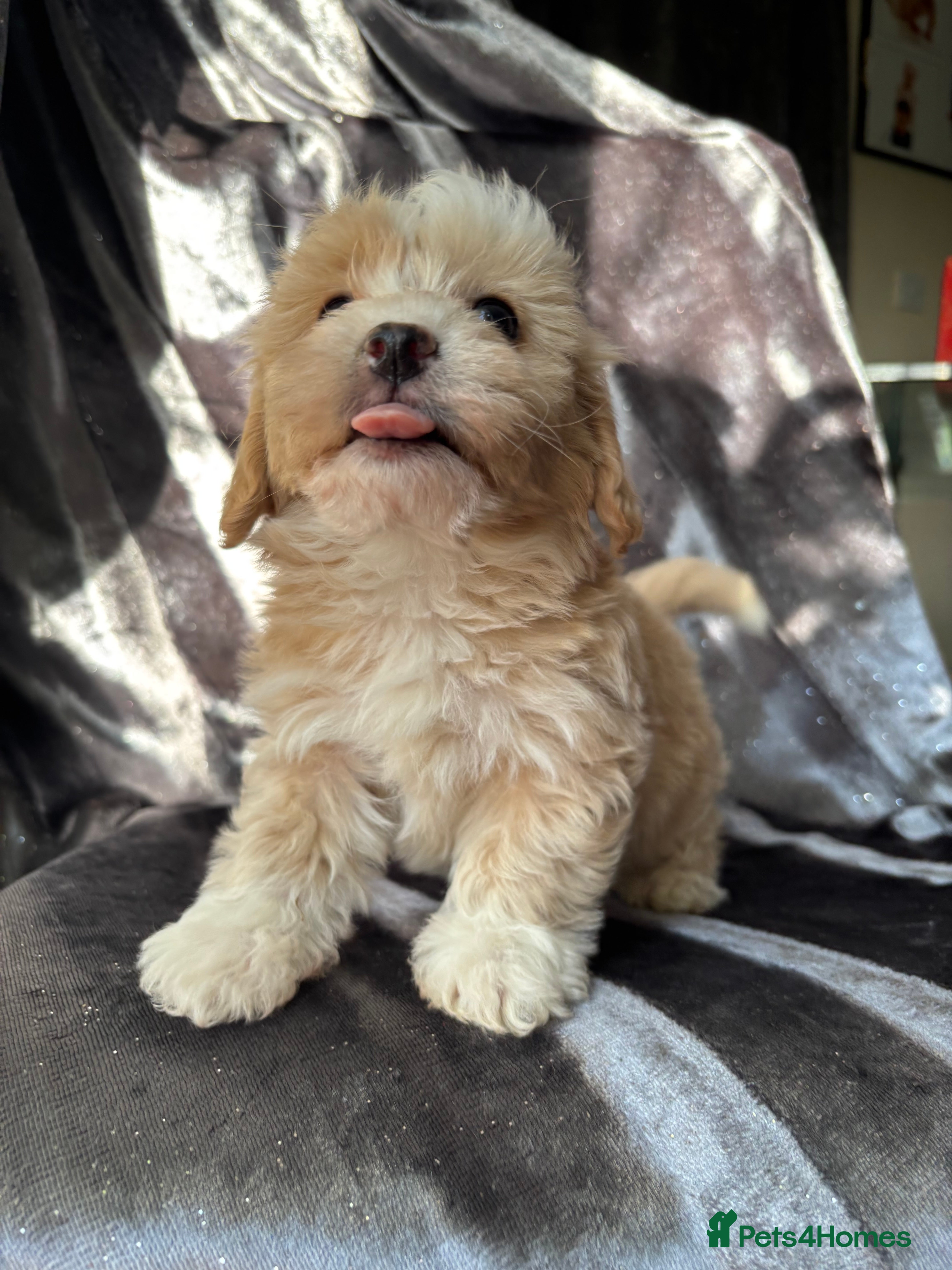 Maltipoo dogs Maltipoo puppies - Advert 3