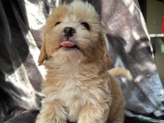 Maltipoo dogs Maltipoo puppies - Advert 17