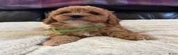 Cavapoochon dogs for sale: Cavapoochon girl puppies  - Advert 2