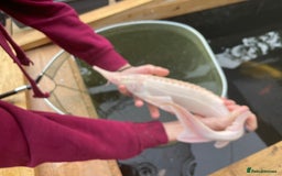 Koi Carp fish for sale: pond clearence koi sturgeon carp - Advert 12