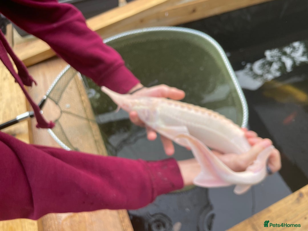 Koi Carp fish for sale: pond clearence koi sturgeon carp - Advert 12