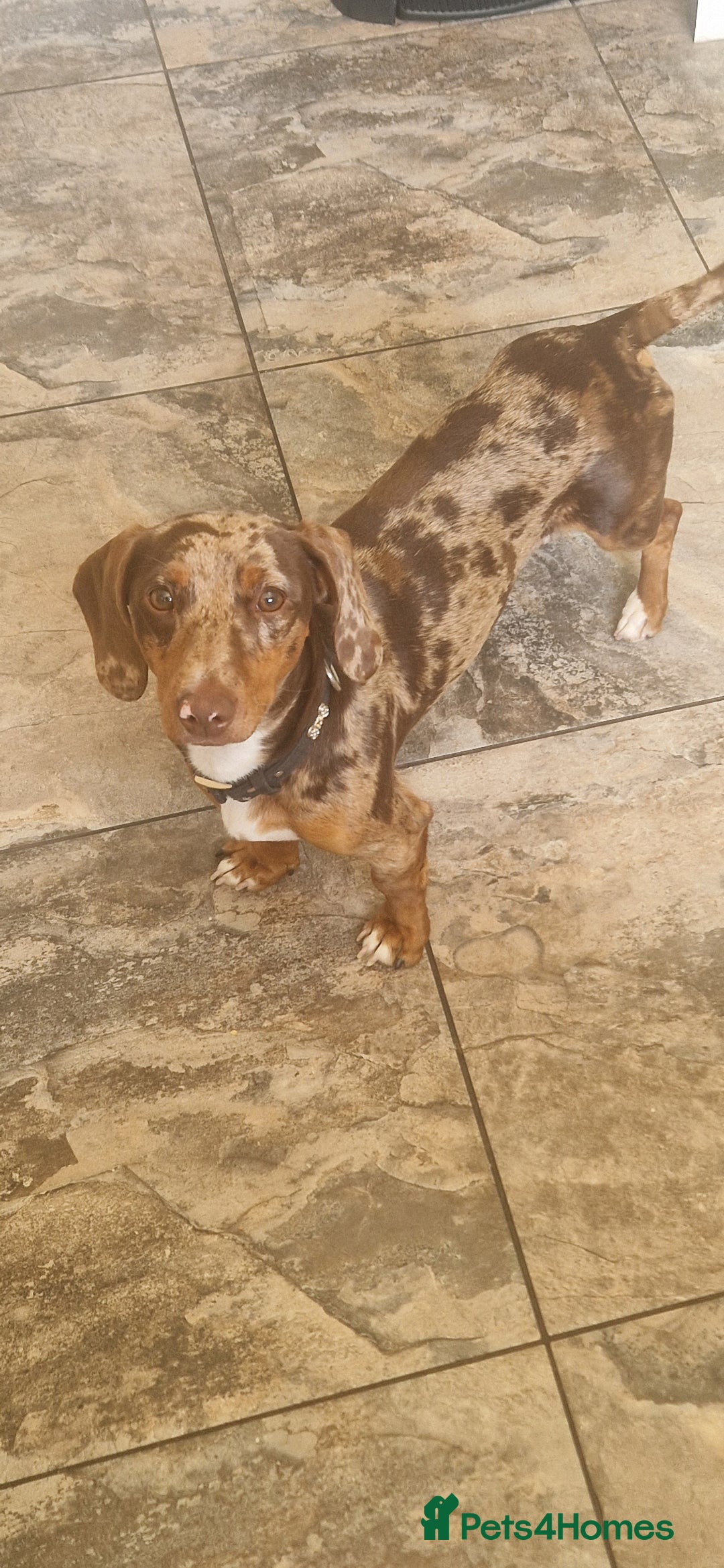 Dachshund dogs for stud: Daushound available for stud.  - Advert 8