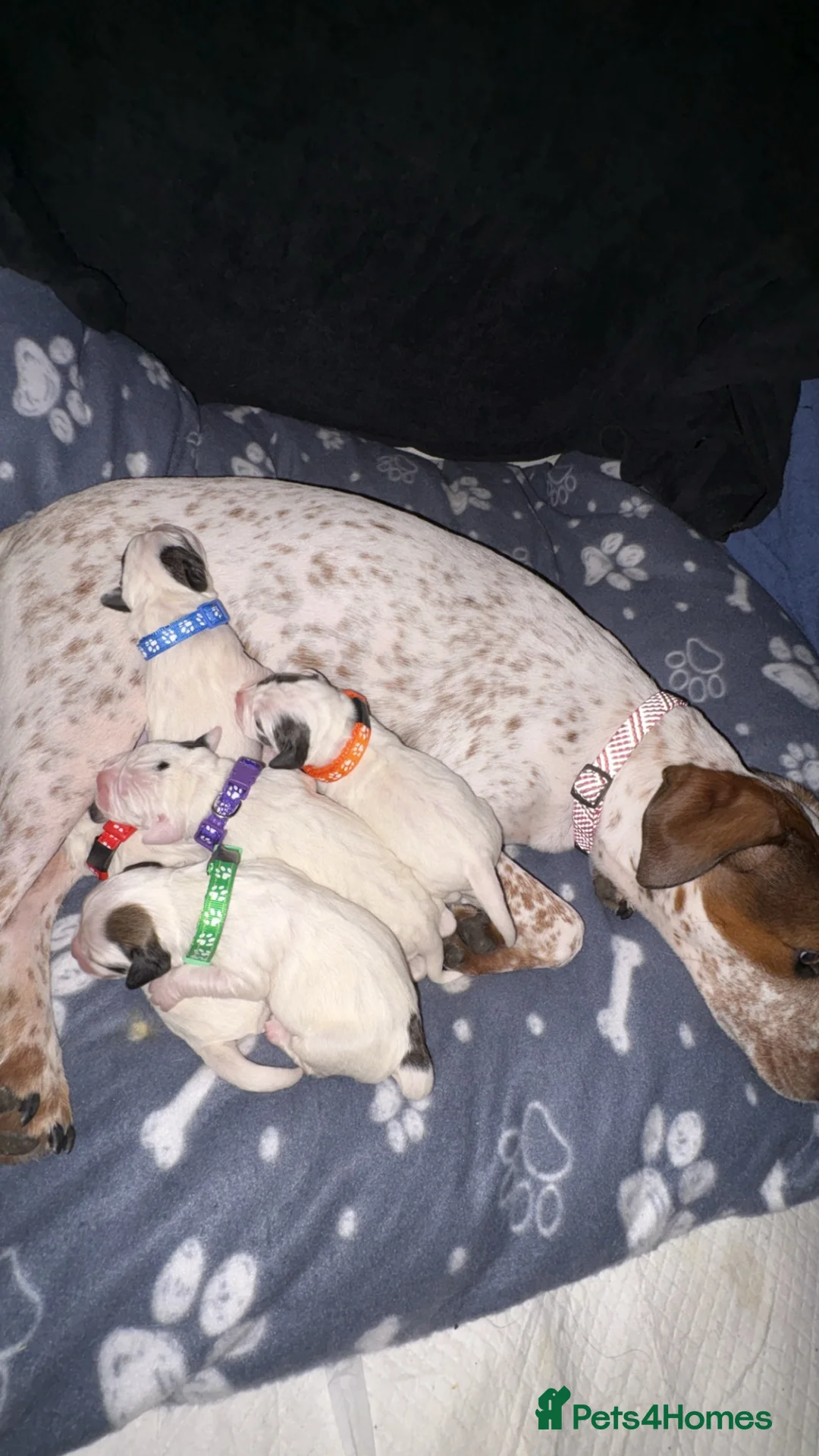 Mixed Breed dogs for sale: French bulldog, Jack russel , spaniel MIX - Advert 5