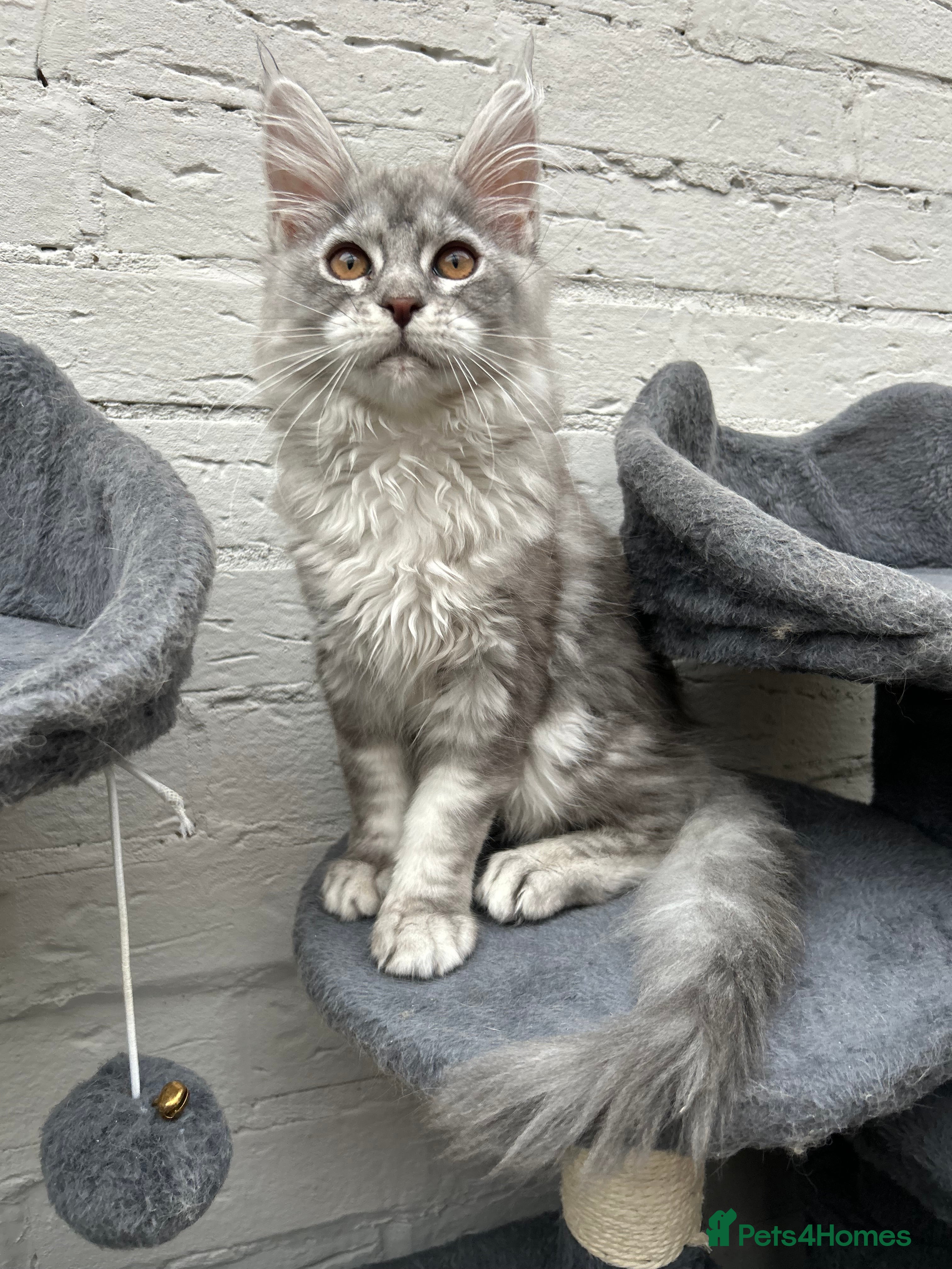 Maine Coon cats Pedigree Massive TICA Registered Maine Coon Large - Advert 1