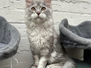 Maine Coon cats Pedigree Massive TICA Registered Maine Coon Large - Advert 1