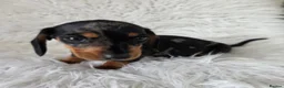 Miniature Dachshund dogs for sale: KC PRA CLEAR DAPPLE BOYS - Advert 18