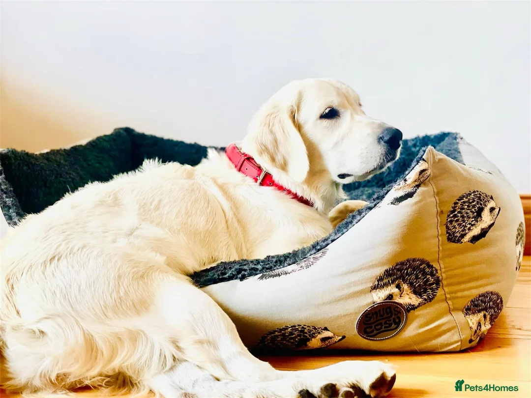 Golden Retriever dogs for sale: OLD ENGLISH CREAM ~ CHAMPION LINES ~ DNA TESTED  - Advert 1