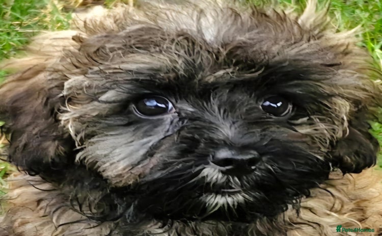 Maltipoo dogs - Advert 4