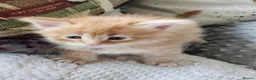 Maine Coon cats for sale: Genuine Maine Coons ready April - Advert 5