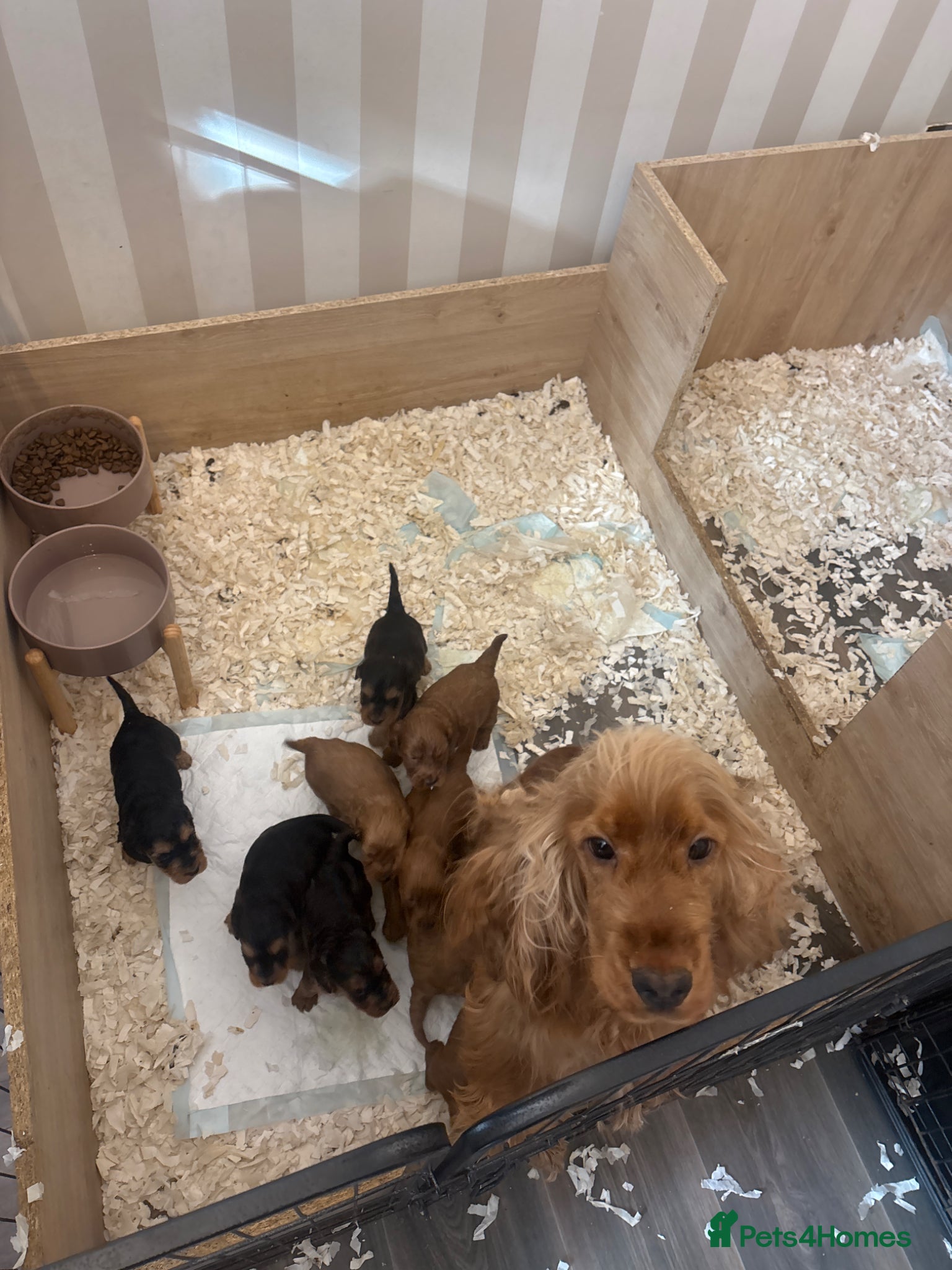 Cockapoo dogs F1 cockapoo puppies (mother show type) - Advert 2