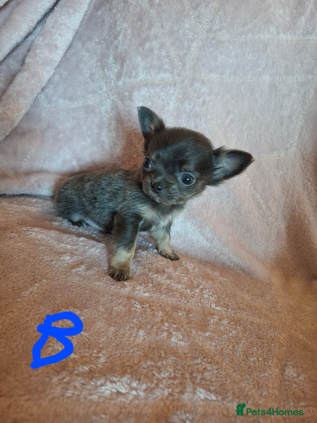 Chihuahua dogs for sale: 3 Tiny Chihuahua Pups Ready to leave  - Advert 12