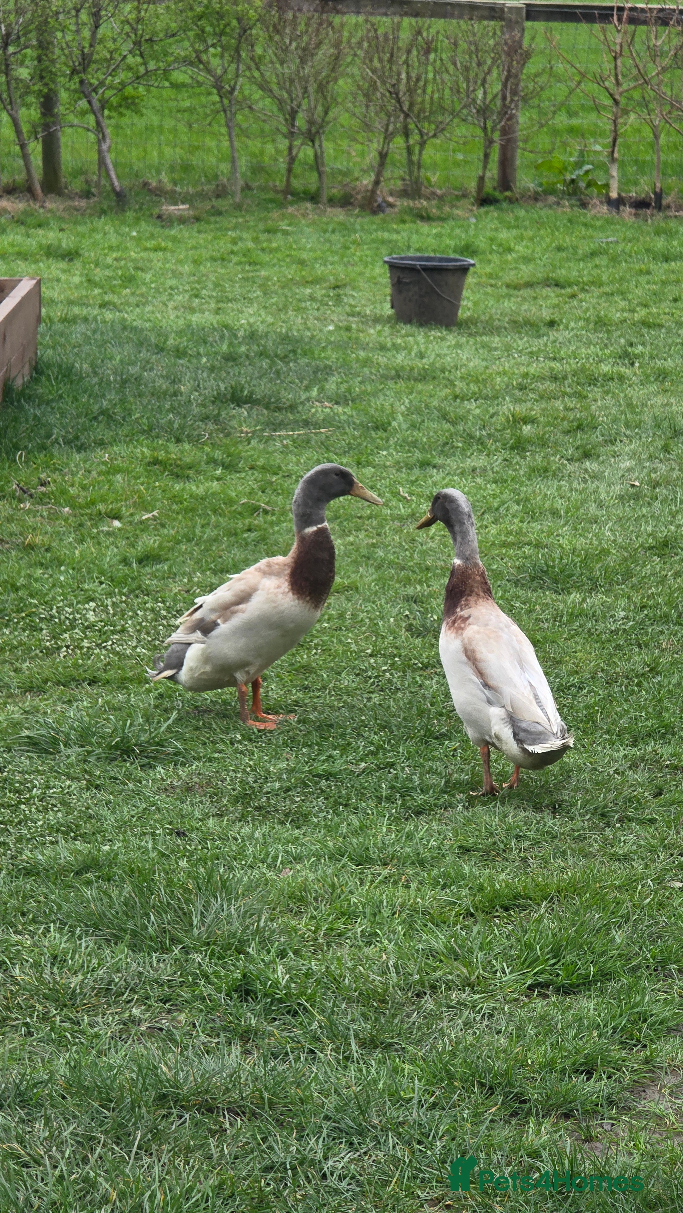 Ducks poultry 3 male runner ducks  - Advert 2