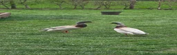 Ducks poultry for sale: 3 male runner ducks  - Advert 1