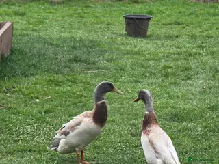 Ducks poultry 3 male runner ducks - Advert 2