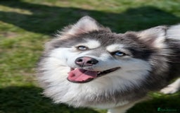 Pomsky dogs for stud: F3 Pomsky Stud (Blue and White) - Advert 3