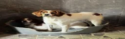 Brittany Spaniel dogs for adoption: Ula   in Consett - Advert 10