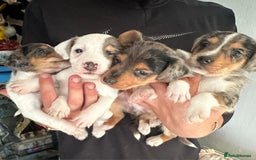 Mixed Breed dogs for sale: Merle Jack Russell X Jack Russell x cockapoo - Image 4