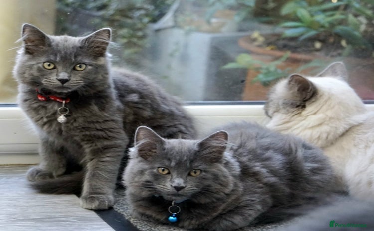 Mixed Breed cats - Advert 4