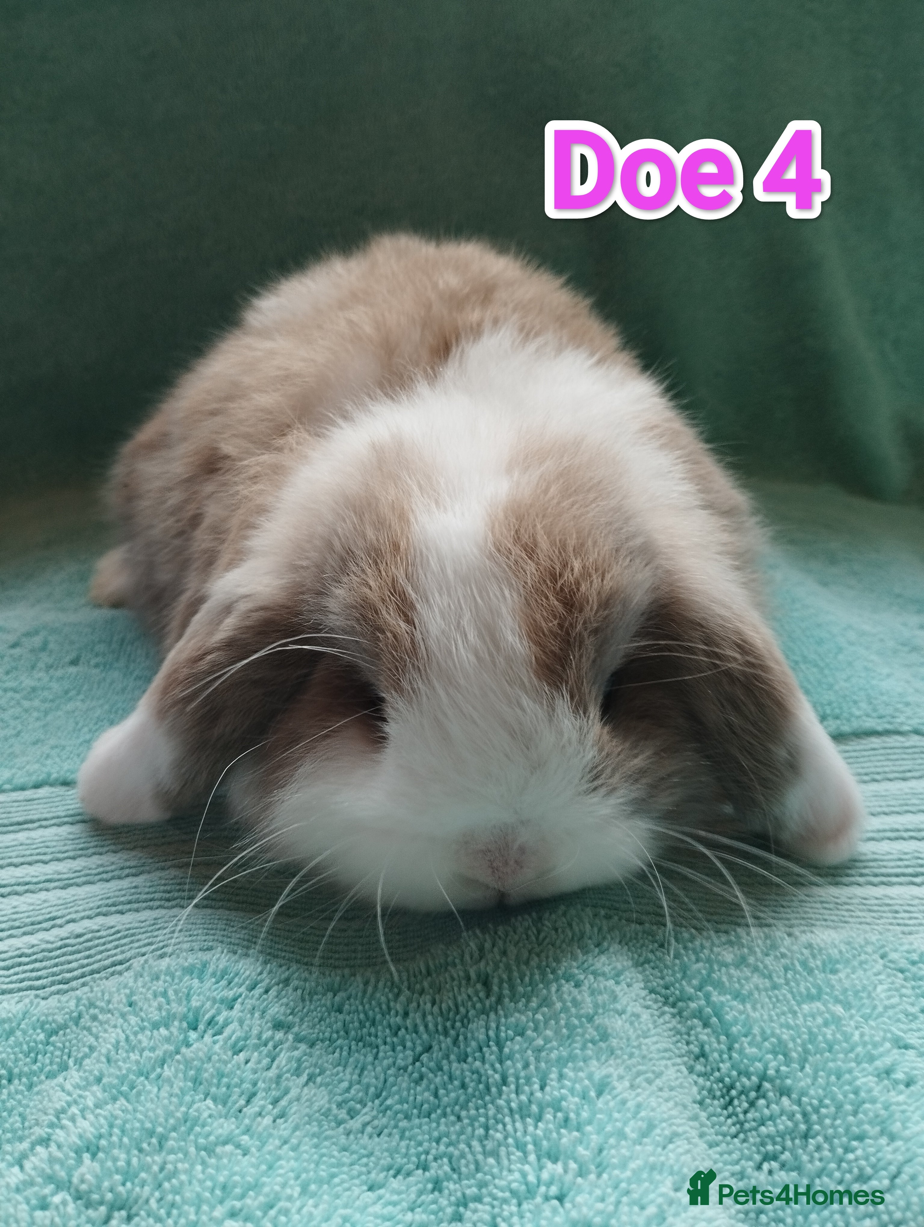 Mini Lop rabbits 2 Mini Lop Doe's looking for homes 🥰 - Advert 1