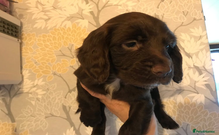 Cocker Spaniel dogs - Advert 7