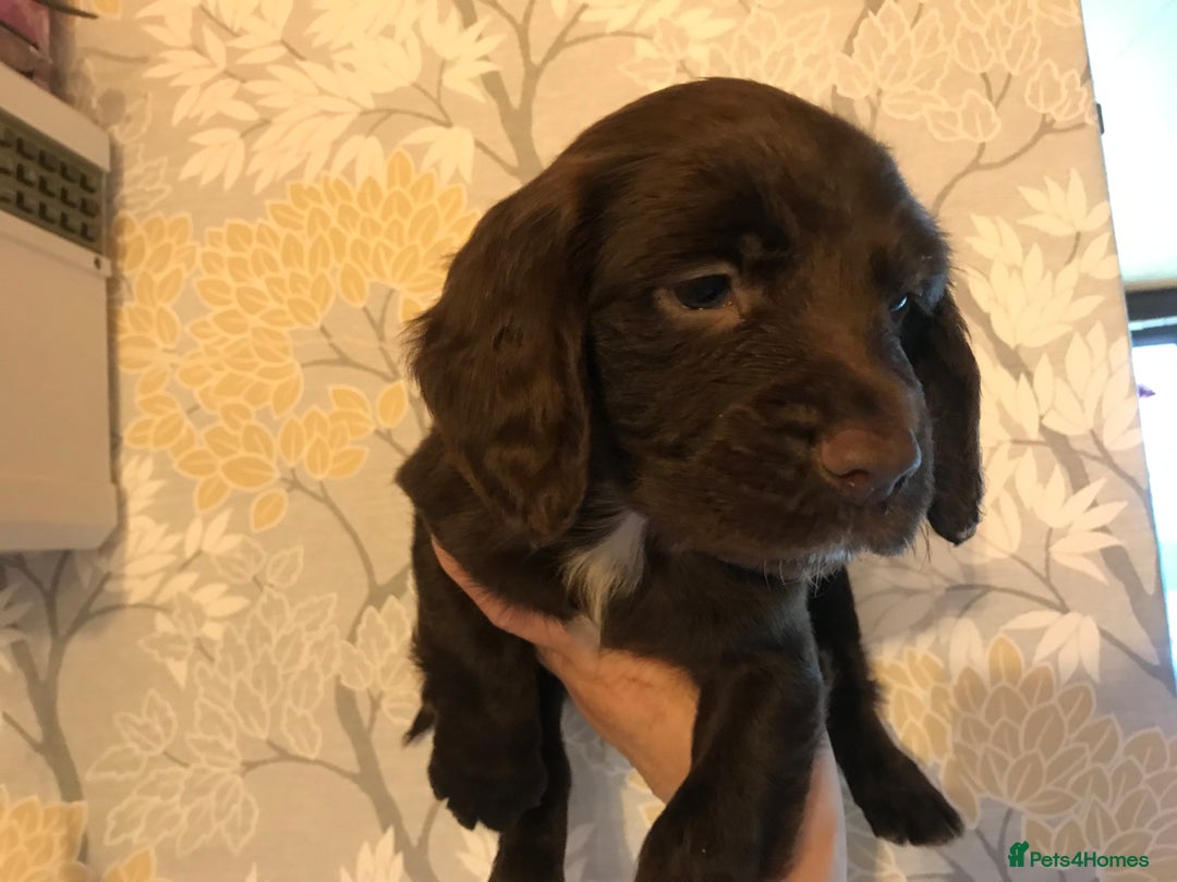 Cocker Spaniel dogs for sale: Cocker spaniel puppies - Image 1