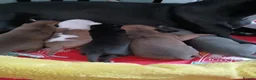 Italian Greyhound dogs for sale: Italian greyhound x whippet - Advert 11