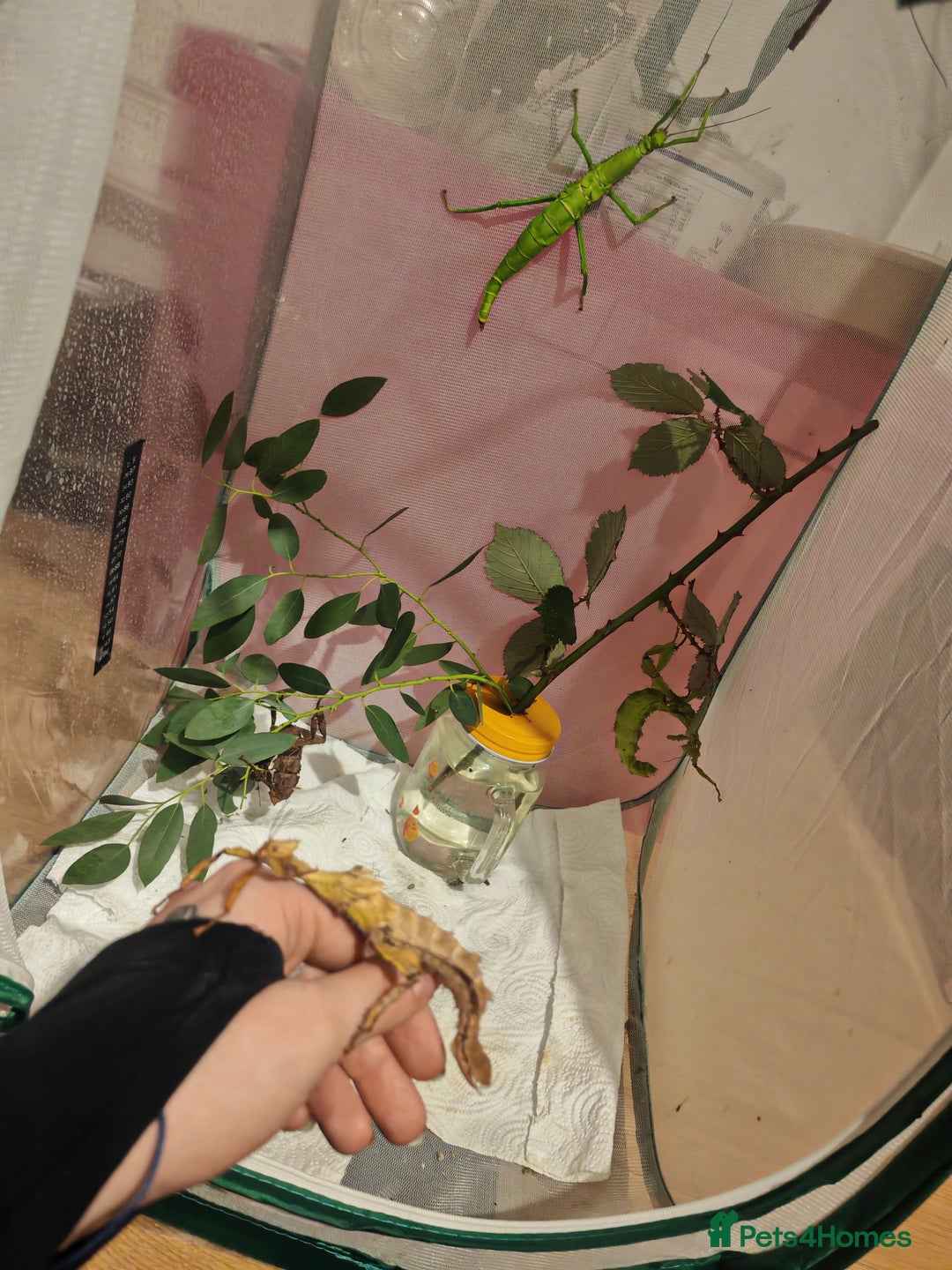 Stick Insects invertebrates for sale: Extatosoma tiaratum, Australian walking stick Eggs - Advert 3