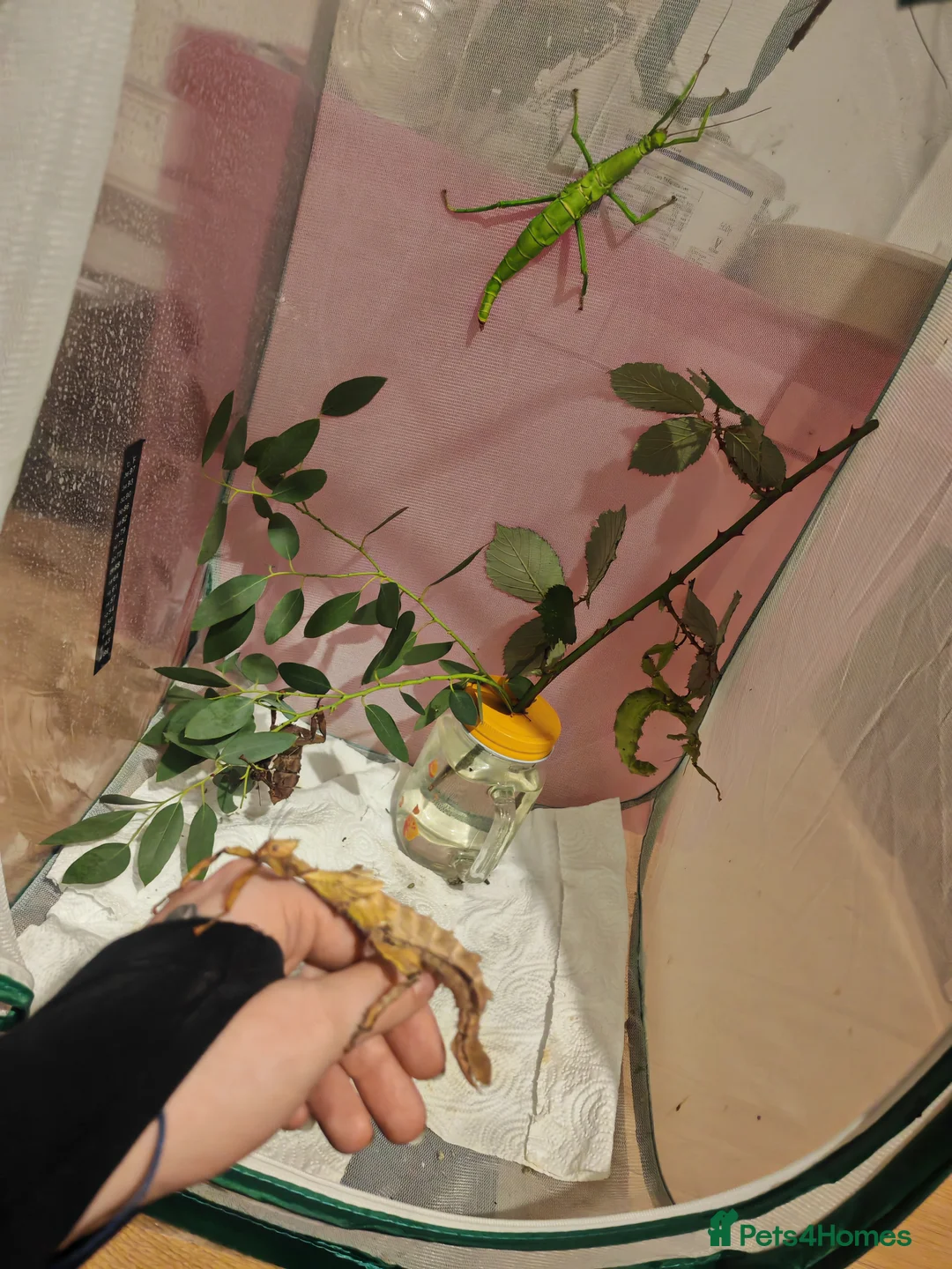 Stick Insects invertebrates for sale: Extatosoma tiaratum, Australian walking stick Eggs - Advert 3