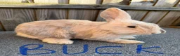 Giant Papillon rabbits for sale: Miniloop , netherland draft and continental cross - Advert 12