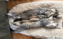 Persian cats for sale: Gorgeous Persian Cross Kittens - Image 4