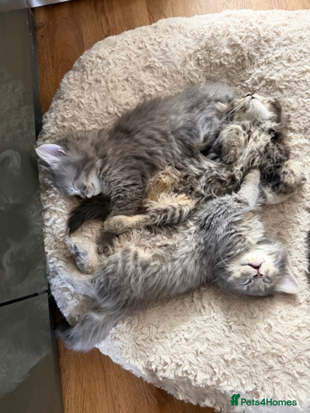 Persian cats for sale: Gorgeous Persian Cross Kittens - Image 4