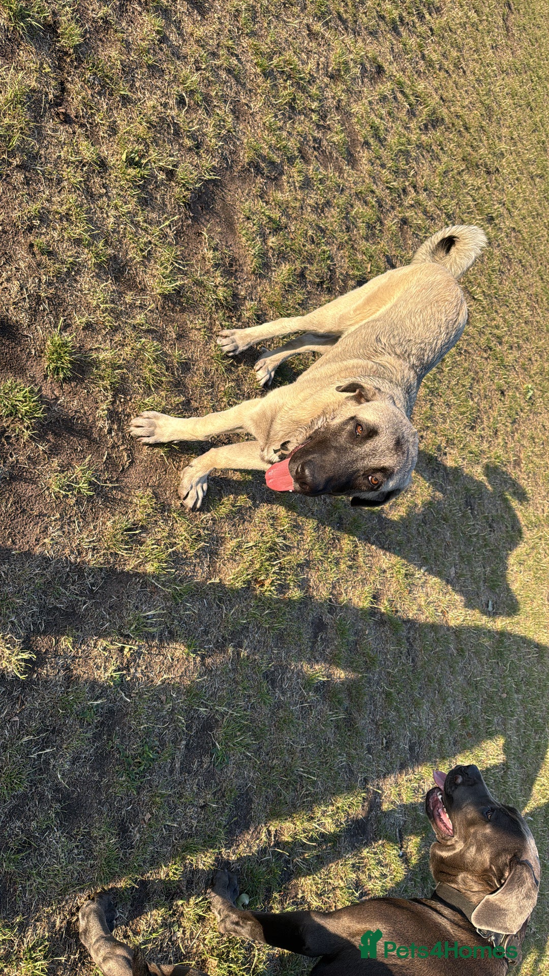 Turkish Kangal dogs for sale: Turkish Kangal 5 Month Puppy Fantastic Confident  - Image 1