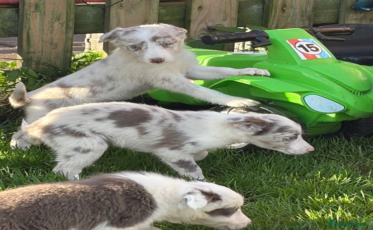 Border Collie dogs - Advert 4