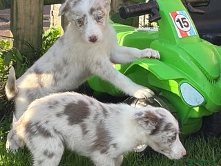 Border Collie dogs - Advert 5