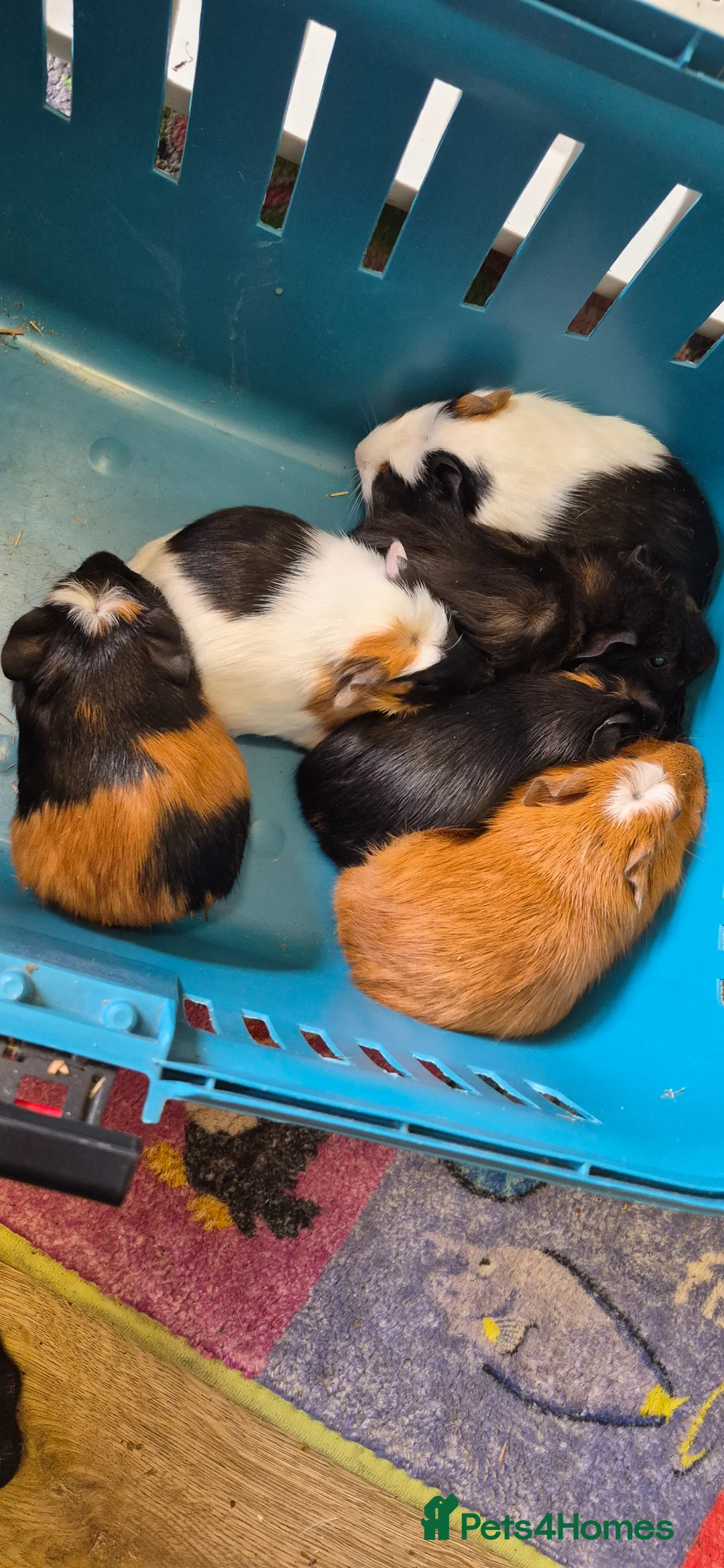 Guinea Pig rodents for sale: Beautiful female guinea pigs - Advert 1