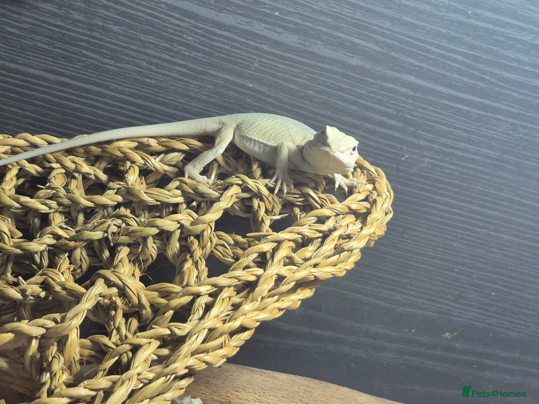 Bearded Dragon reptiles for sale: Bearded dragons  babies  - Advert 39