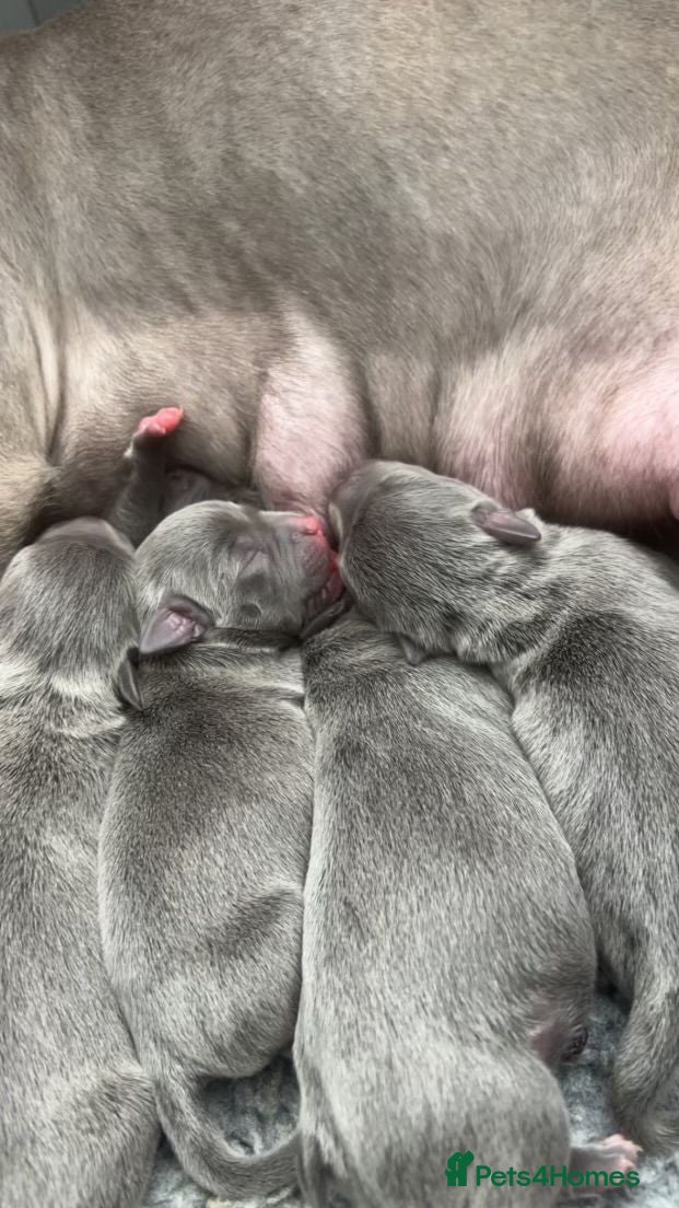Staffordshire Bull Terrier dogs Blue Staffordshire Bull Terrier Pups Family Raised - Advert 2