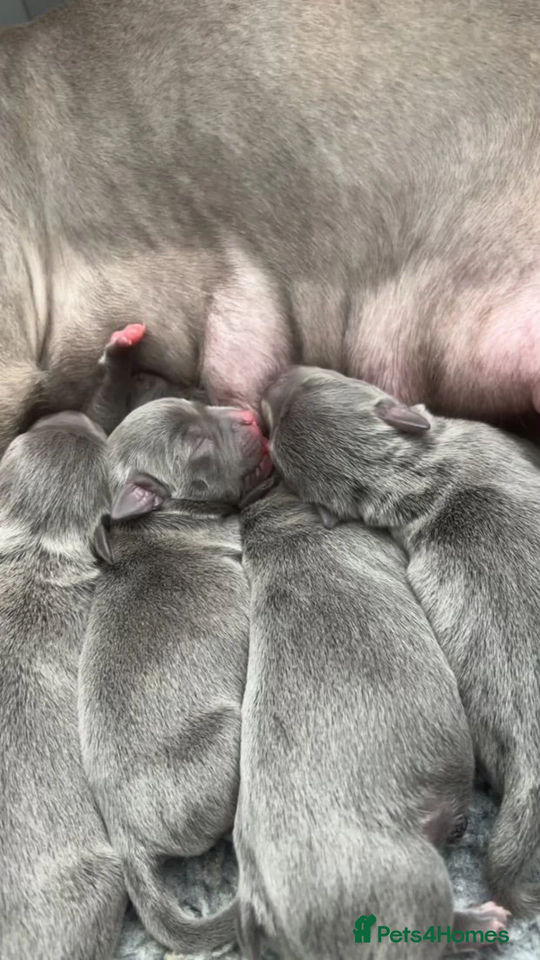 Staffordshire Bull Terrier dogs for sale: Blue Staffordshire Bull Terrier Pups Family Raised - Advert 1