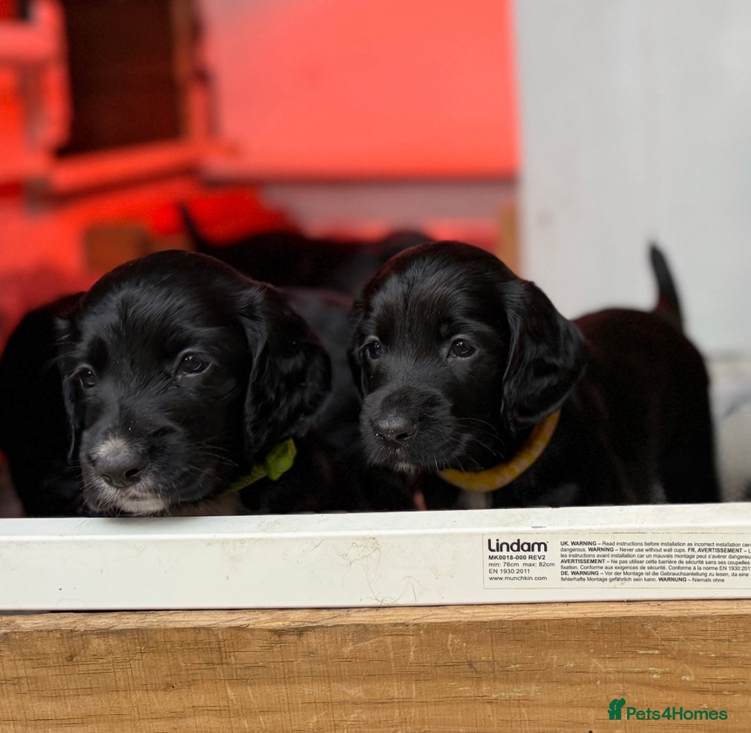 Cocker Spaniel dogs for sale: KC REG Cocker Spaniels - Image 16
