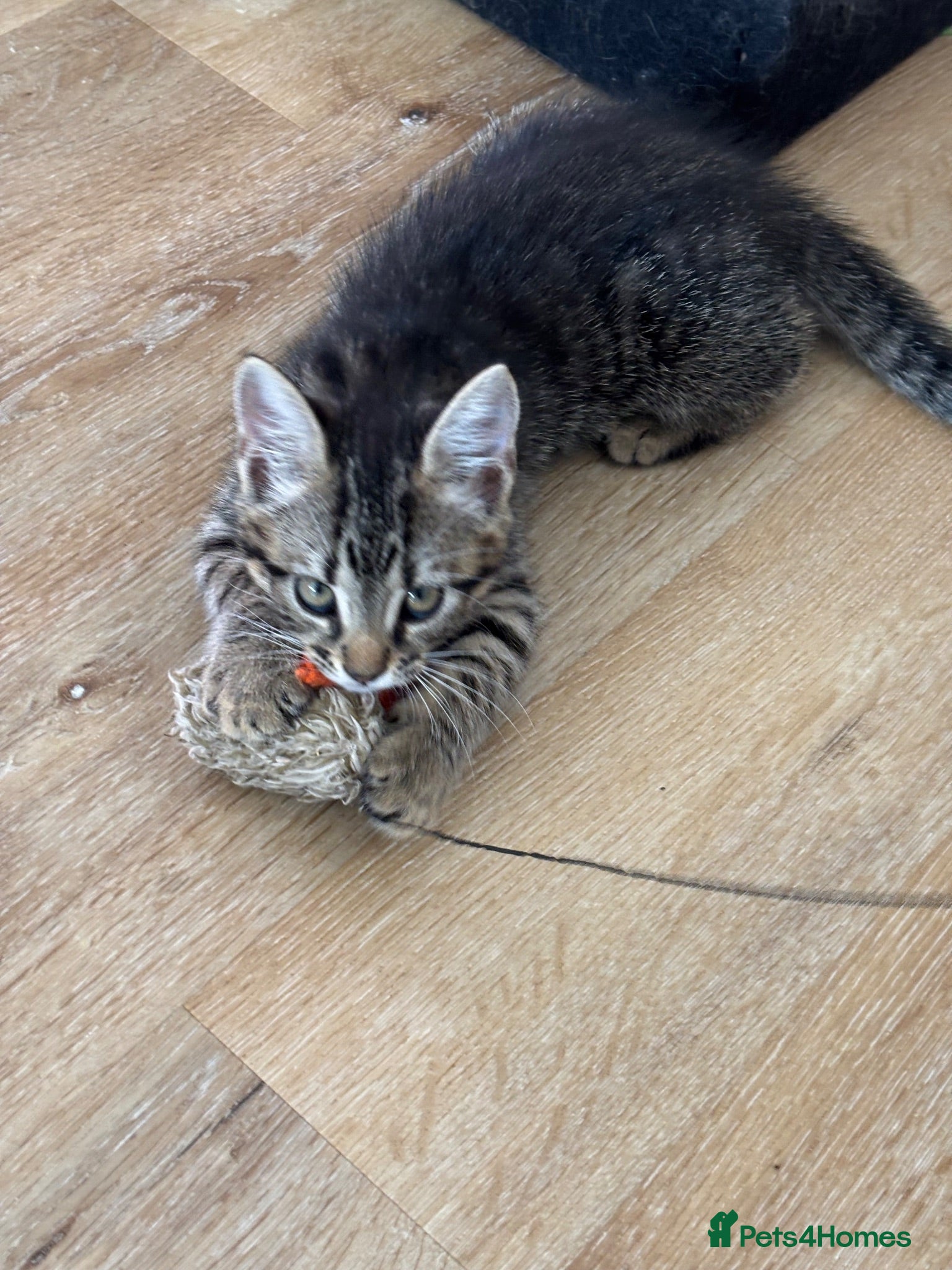 Mixed Breed cats for sale: Gorgeous tabby kittens ready now  - Advert 2