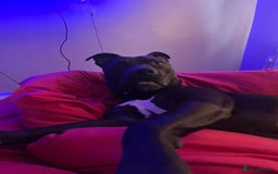 Mixed Breed dogs for sale: Bull greyhound  - Image 3