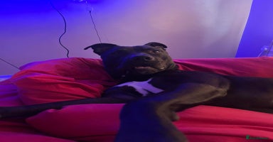 Mixed Breed dogs - Advert 2