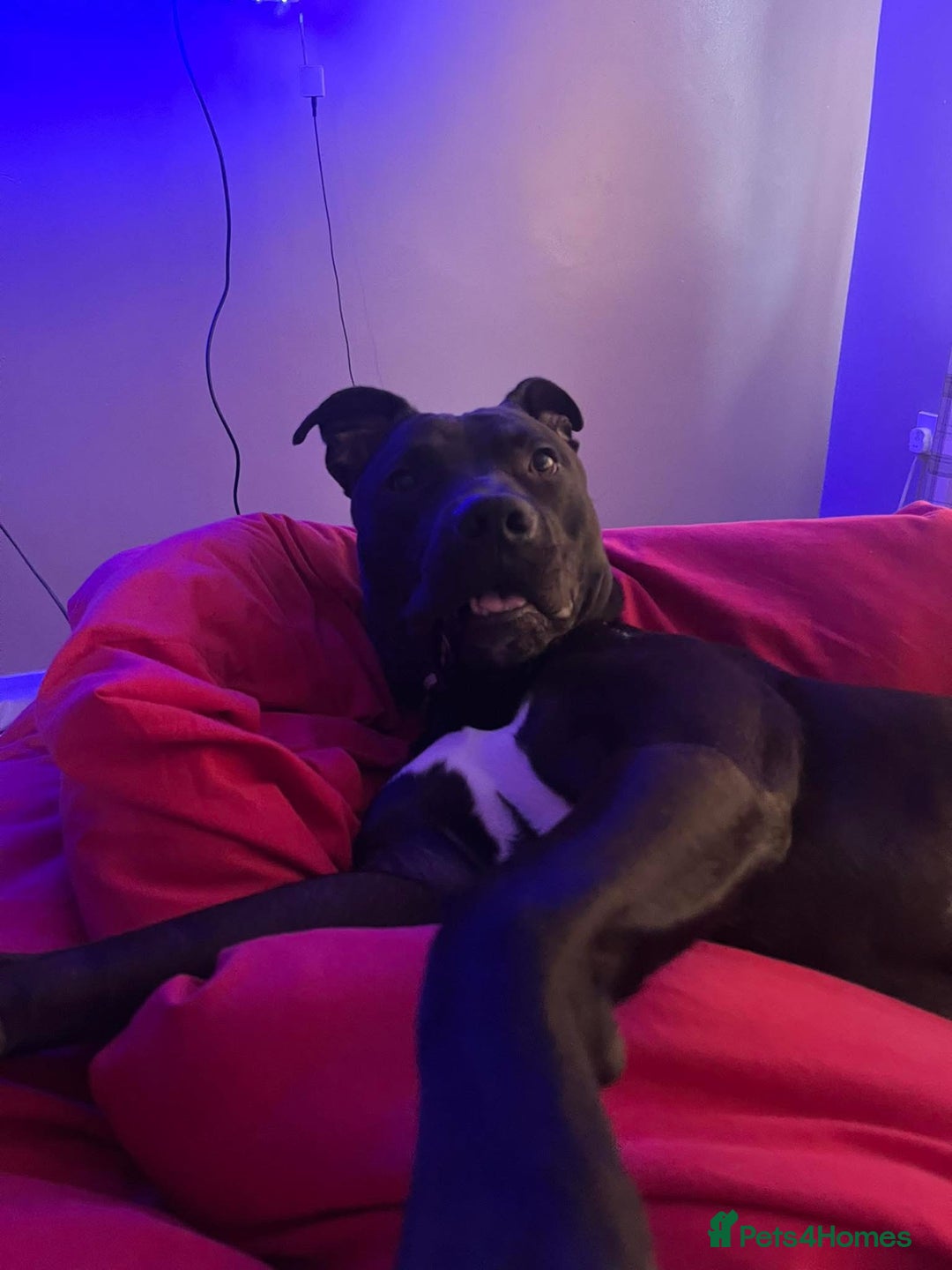 Mixed Breed dogs for sale: Bull greyhound  - Image 3