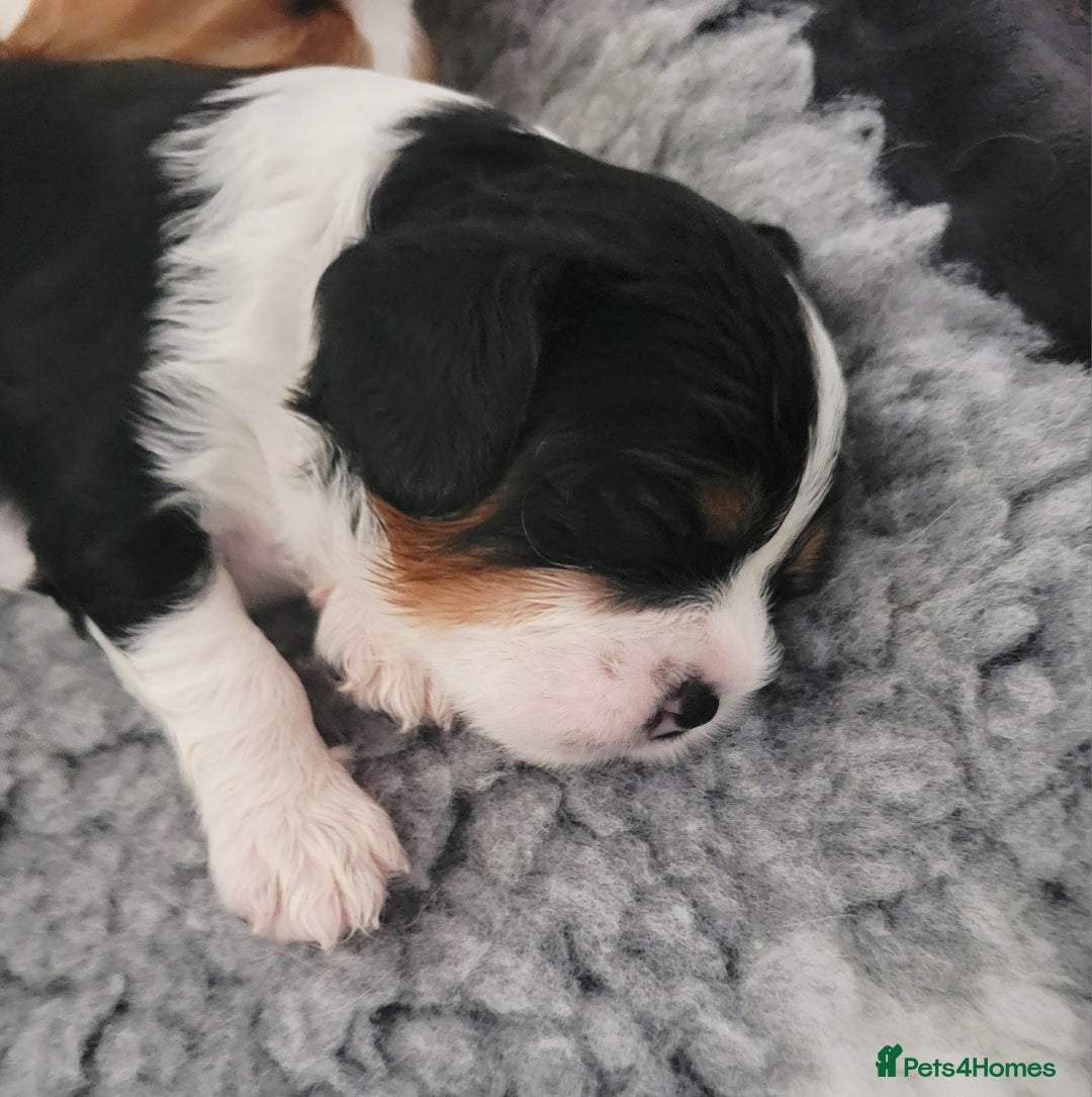 Cavalier King Charles Spaniel dogs for sale: Cavalier King Charles Spaniel Puppies for Sale 🐾 - Image 20