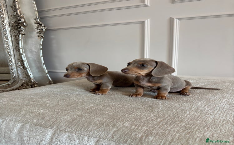 Miniature Dachshund dogs - Advert 8