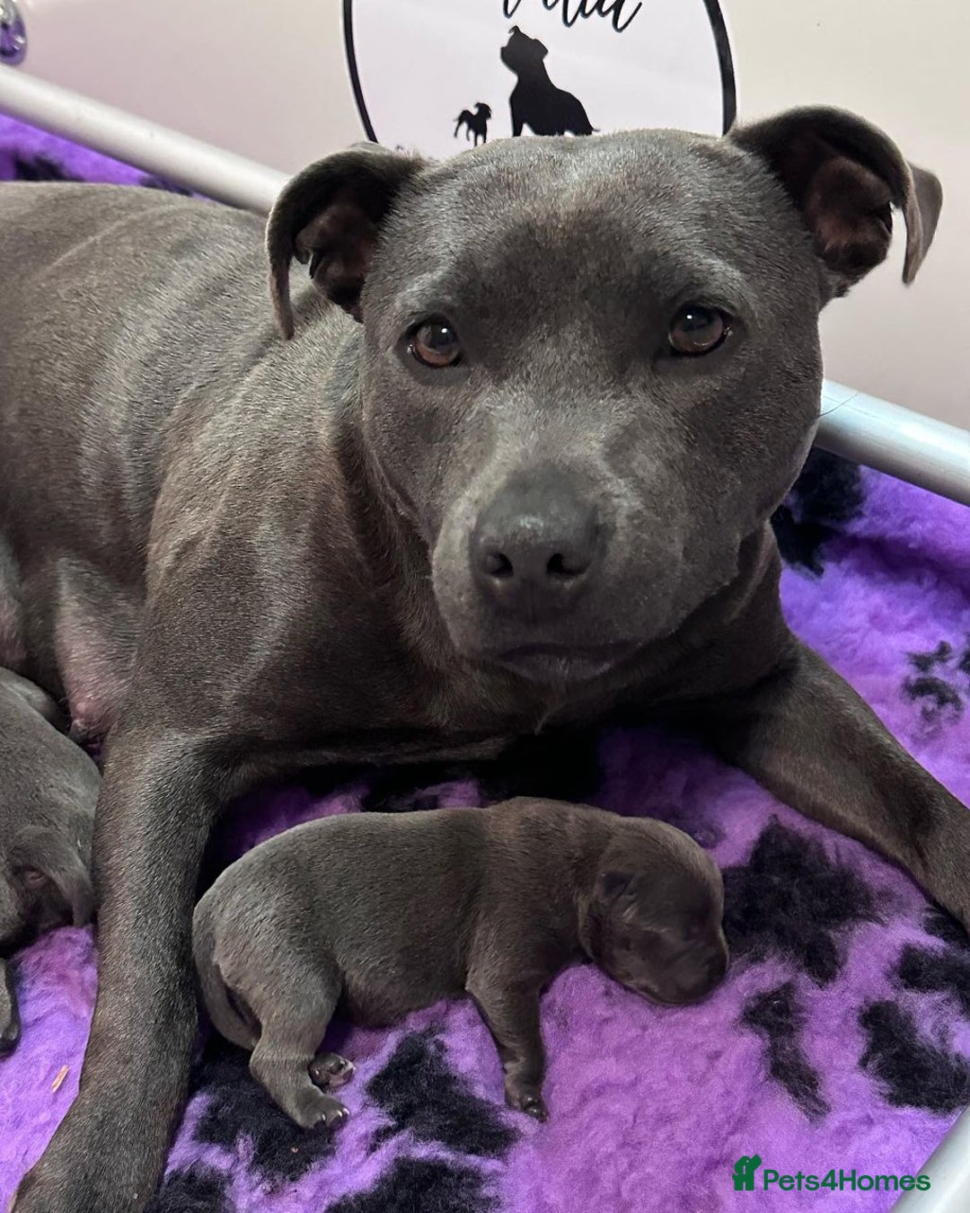 Staffordshire Bull Terrier dogs for sale: Outstanding  %100 Health Tested Staffy Puppies - Advert 15