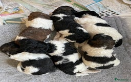 Mixed Breed dogs for sale: St Berdoodle ( St Bernard x Standard poodle) - Image 2
