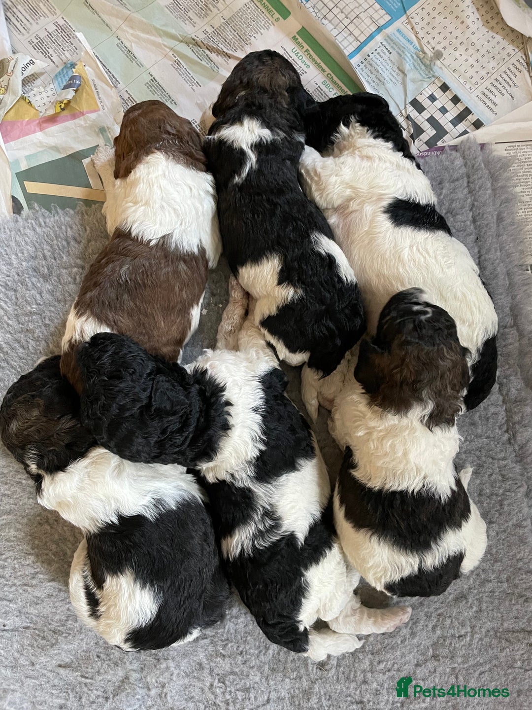 Mixed Breed dogs for sale: St Berdoodle ( St Bernard x Standard poodle) - Image 2