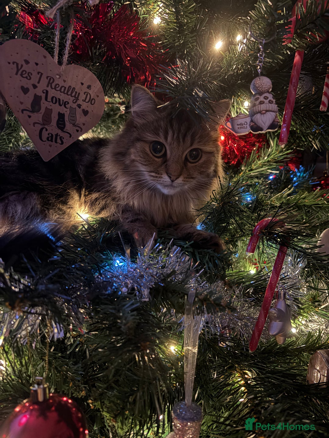 British Longhair cats for sale: Beautiful Rescue Cat Needs A Forever Home - Advert 4