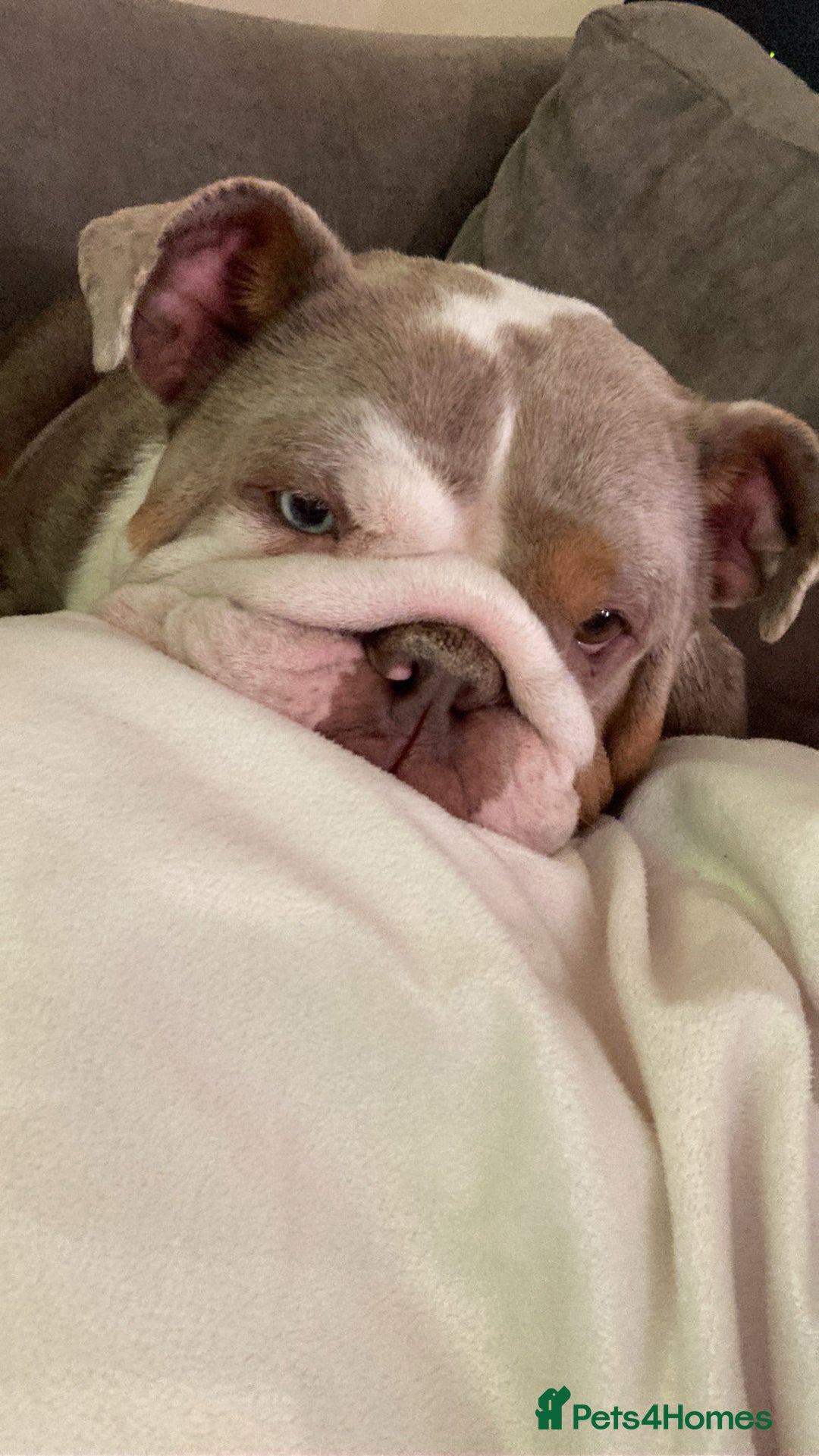 English Bulldog dogs for sale: Beautiful English bulldog - Image 6